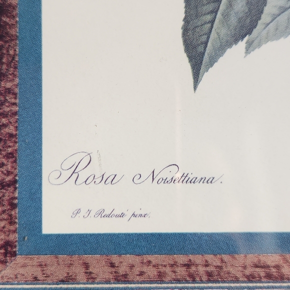 Vintage Rosier de Philippe Noisette Floral Print in Gold Frame - Picture 6 of 8